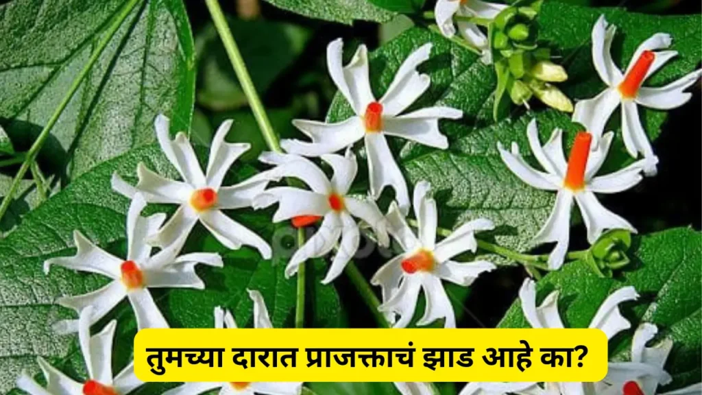 तुमच्या दारात प्राजक्ताचं झाड आहे का? Prajakta Tree Information