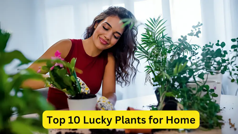 Top 10 Lucky Plants for Home :वास्तु और फेंगशुई के अनुसार लकी प्लांट्स और उनका महत्व